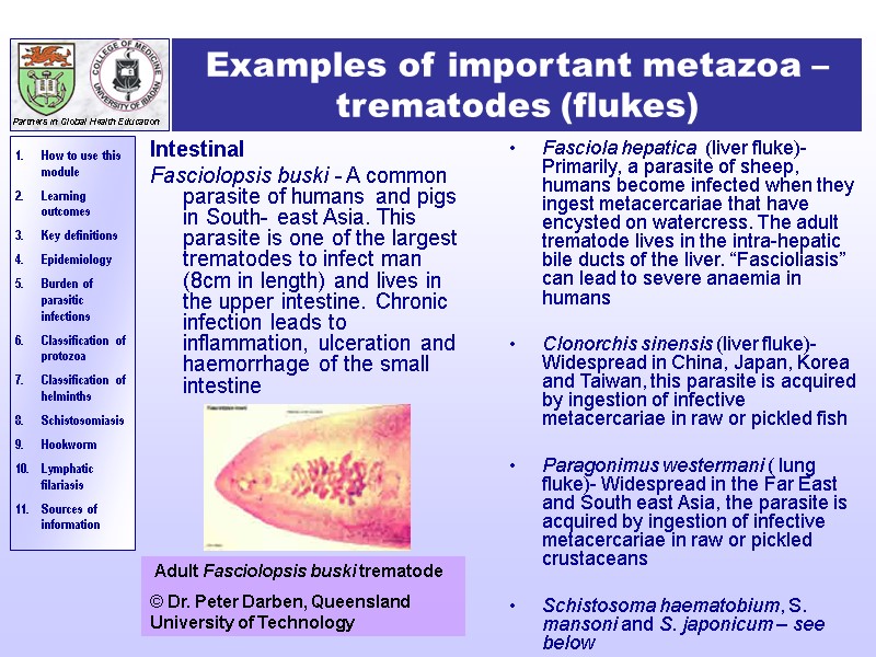 Examples of important metazoa –trematodes (flukes) Intestinal Fasciolopsis buski - A common parasite of